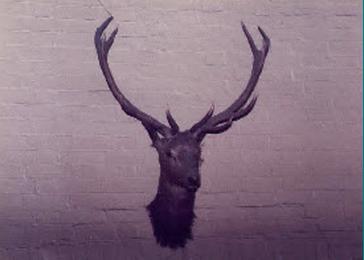Stag Head Picture